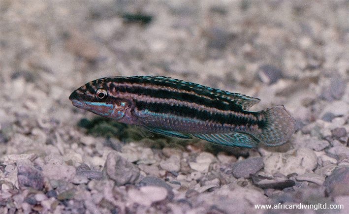 Julidochromis cf. dickfeldi 'Lupota' (Julidochromis sp. 'Congo')